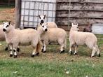 schapen, Dieren en Toebehoren, Maart