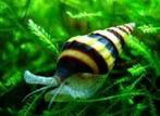 helena slakken anentome helena, Poisson d'eau douce, Escargot ou Mollusque