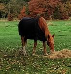 halve stal, Merrie, Niet van toepassing, Minder dan 160 cm, Recreatiepaard