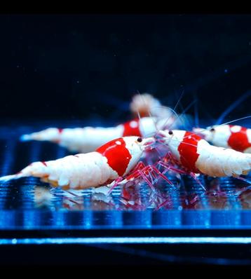 Crystal red pure red line garnalen caridina disponible aux enchères