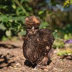 kuikens cochin - zijdehoen, Dieren en Toebehoren