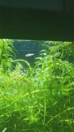 15 mooie baby guppys, Dieren en Toebehoren, Vissen | Aquariumvissen
