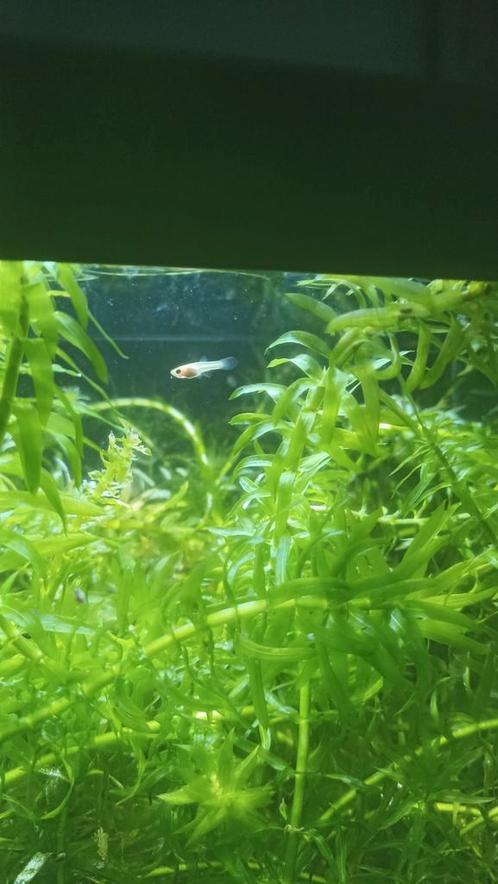 15 mooie baby guppys, Dieren en Toebehoren, Vissen | Aquariumvissen