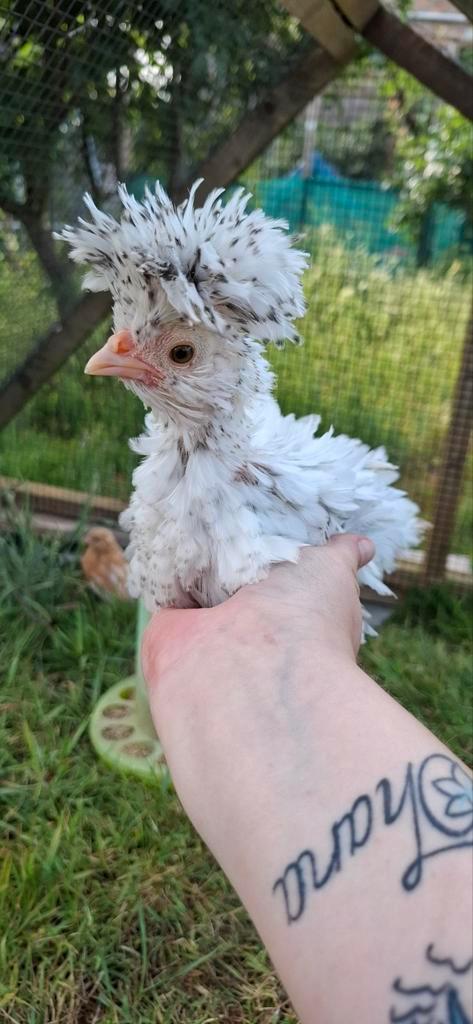 Padua kriel krul haantjes, Dieren en Toebehoren, Pluimvee