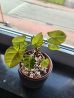 Syngonium Pixie met veel wit, Ophalen, Overige soorten, Halfschaduw, Minder dan 100 cm