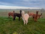 Alpacas, Dieren en Toebehoren