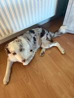 Border collie reu 8 maand oud, Dieren en Toebehoren, Honden | Herdershonden en Veedrijvers, België, Fokker | Hobbymatig, 15 weken tot 1 jaar