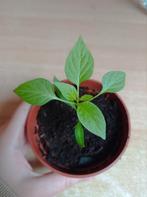 Peper Planten | Cetinel, Annuelle, Enlèvement, Plantes potagères