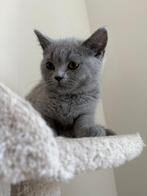 Brits korthaar kitten, Dieren en Toebehoren, Katten en Kittens | Raskatten | Korthaar, Kater, Gechipt, 0 tot 2 jaar