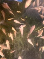 Zebra Cichlide Wit, Dieren en Toebehoren