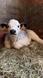 Vaars kalf, Dieren en Toebehoren, Vrouwelijk, 0 tot 2 jaar