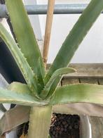AloeVera, Ophalen, Minder dan 100 cm