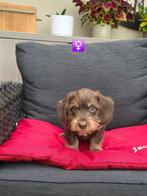 mooie ruwhaar teckel pups, België, CDV (hondenziekte), 8 tot 15 weken, Teef