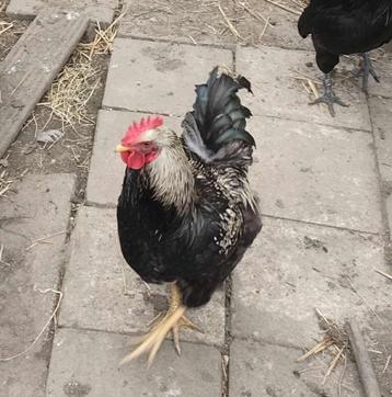 Poules coqs, Divers, Enlèvement ou Envoi