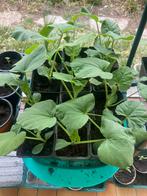 butternut plantjes, Tuin en Terras, Ophalen