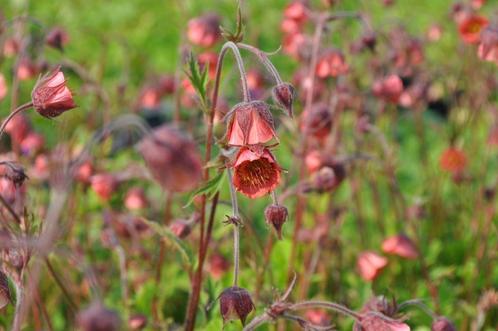 Geum rivale 'Leonard's Variety' (nagelkruid), Tuin en Terras, Planten | Tuinplanten, Vaste plant, Overige soorten, Halfschaduw