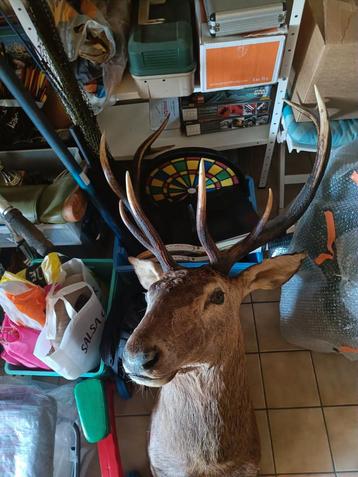 Hertenkop-taxidermie  beschikbaar voor biedingen