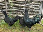 3 kuikens Ayem Cemani 10/12/2025