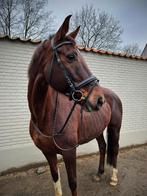 Donkervosse merrie - Jazz X Donnerhall - 2011, Dieren en Toebehoren, Merrie, 165 tot 170 cm, Gechipt, 11 jaar of ouder