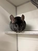 Chinchilla te koop, Dieren en Toebehoren, Knaagdieren, April, Mannelijk, Chinchilla