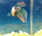 Siamese kempvis - verschillende kleuren te koop, Dieren en Toebehoren, Vissen | Aquariumvissen, Zoetwatervis, Vis