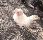 Padua haan, Mâle, Poule ou poulet