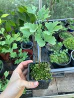 Ginkgo Biloba, Tuin en Terras, Planten | Bomen, Ophalen, In pot