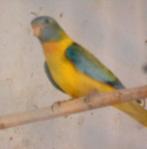 splendid opaline, Dieren en Toebehoren, Vogels | Parkieten en Papegaaien, Meerdere dieren, Parkiet, Geringd