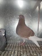 Jennense en paar koppers, Dieren en Toebehoren, Meerdere dieren, Kropper