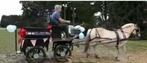 Recreatiekoets (geremd op luchtbanden), Paard