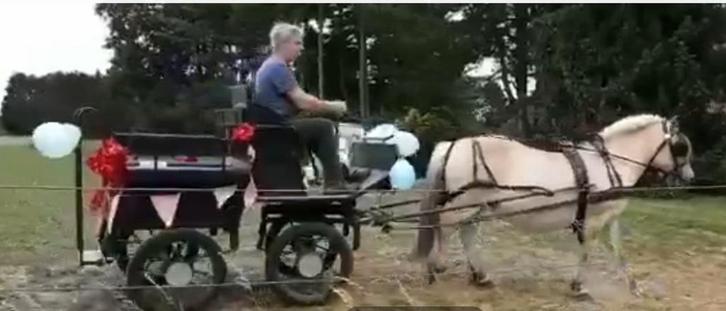 Recreatiekoets (geremd op luchtbanden), Dieren en Toebehoren, Rijtuigen en Koetsen, Paard