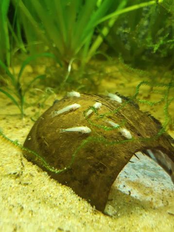 Ancistrus, Animaux & Accessoires, Poissons | Poissons d'aquarium, Poisson, Poisson d'eau douce