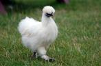 Zijdehoen hen, Dieren en Toebehoren