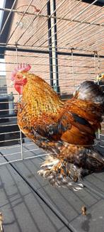 Kriel haan, Dieren en Toebehoren, Mannelijk, Kip