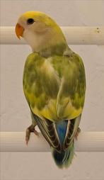 Roseicolli dwergpapegaai, Geslacht onbekend, Dwergpapegaai of Agapornis, Geringd