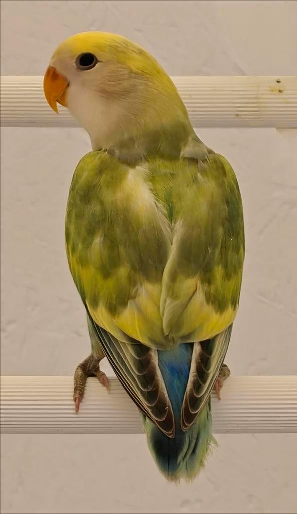 Roseicolli dwergpapegaai, Dieren en Toebehoren, Vogels | Parkieten en Papegaaien, Dwergpapegaai of Agapornis, Geslacht onbekend