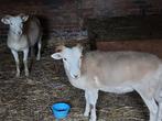 wiltshire horn ooien, Dieren en Toebehoren, Schapen, Geiten en Varkens, Vrouwelijk, Schaap, 0 tot 2 jaar