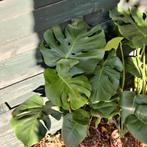 Plante d'intérieur une montera, Plante verte, Enlèvement