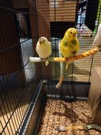 Mooie grasparkietjes te koop, Dieren en Toebehoren, Vogels | Kanaries