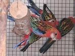 Rosella opaline rood 2025, Dieren en Toebehoren, Vogels | Parkieten en Papegaaien, Geslacht onbekend, Parkiet, Geringd