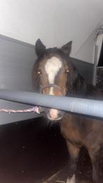 Knappe welsh merrie, Dieren en Toebehoren, Ophalen of Verzenden