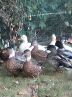 Hollandse kwakers te koop, Dieren en Toebehoren, Pluimvee