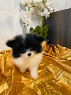 Prachtig Pomeranian mannetje, CDV (hondenziekte), Keeshond, 8 tot 15 weken, België