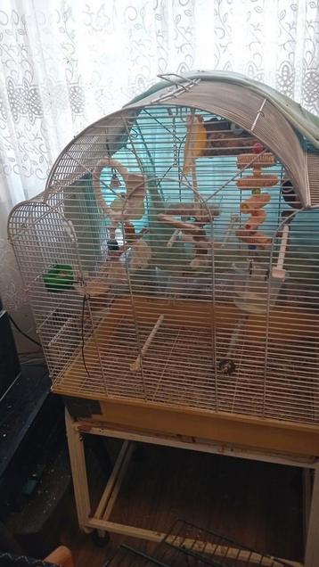Koppel Mannetje en vrouwtje dwegpapegaaien te koop met kooi beschikbaar voor biedingen