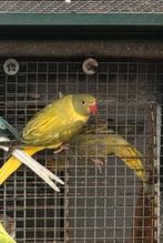 Halsbandparkiet, Dieren en Toebehoren, Vogels | Parkieten en Papegaaien, Vrouwelijk, Parkiet, Geringd