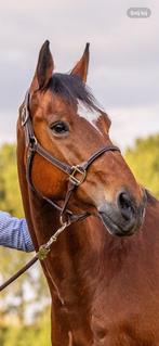 Lederen halster Kentucky, Dieren en Toebehoren, Ophalen of Verzenden