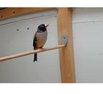 Chinese appelvink, Meerdere dieren, Wildzangvogel, Geringd