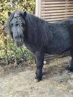 Shetlander / Shetlandpony, Dieren en Toebehoren, Gechipt, Hengst, A pony (tot 1.17m), 7 tot 10 jaar