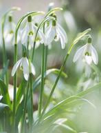 Sneeuwklokjes Gezocht  , Tuin en Terras, Bloembollen en Zaden, Ophalen
