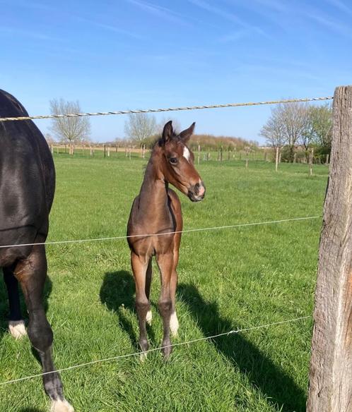 Opwaarts gebouwd veulen, Dieren en Toebehoren, Paarden, Hengst, Niet van toepassing, 0 tot 2 jaar, Dressuurpaard, Met stamboom